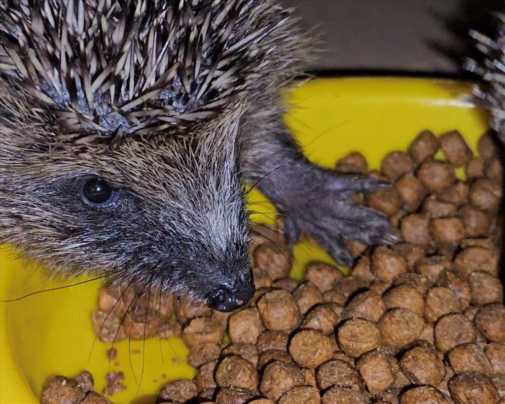#HedgehogAwarenessWeek: Fostering Hedgehogs