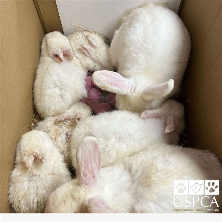 Baby Bunnies Left to Die in a box at Co. Armagh Roadside