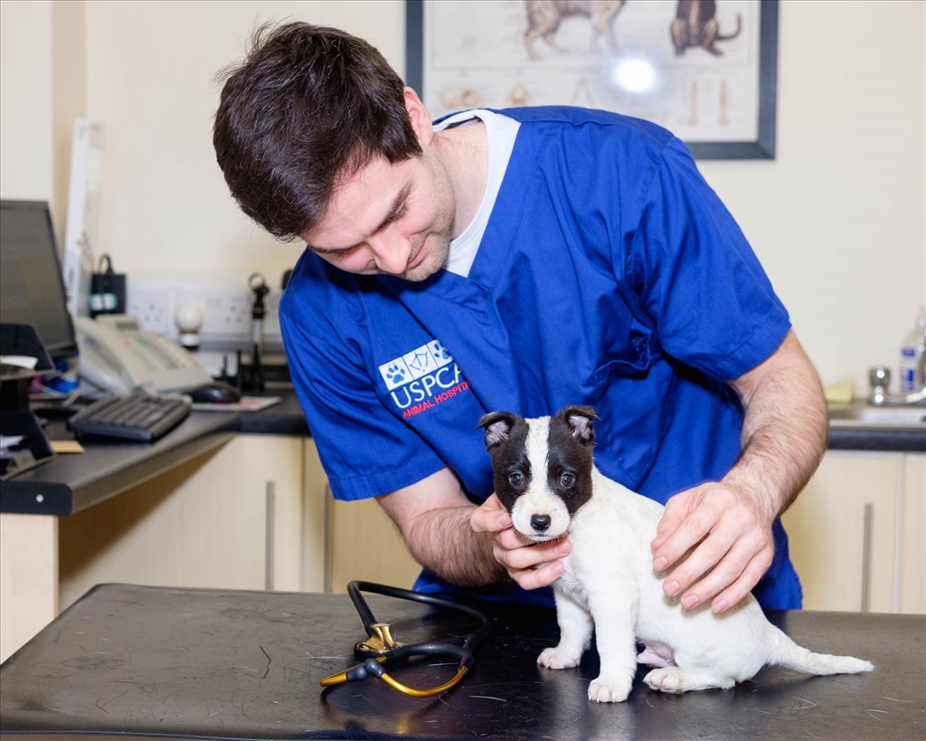Veterinary Clinic | USPCA | Protecting All Animals