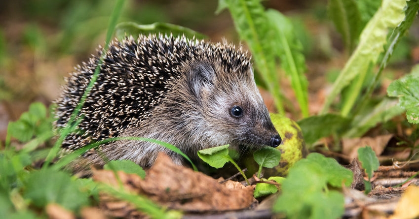 Hedgehog Awareness Week – How you can help them