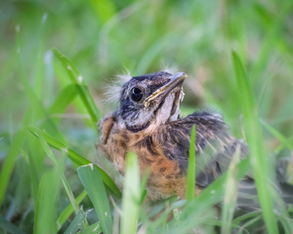 Tips for If You Have Found a Baby Bird 