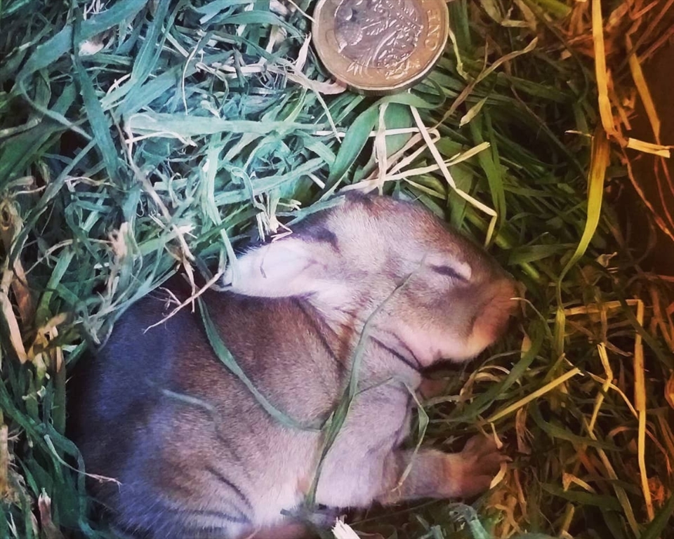 Baby Bunnies in Foster