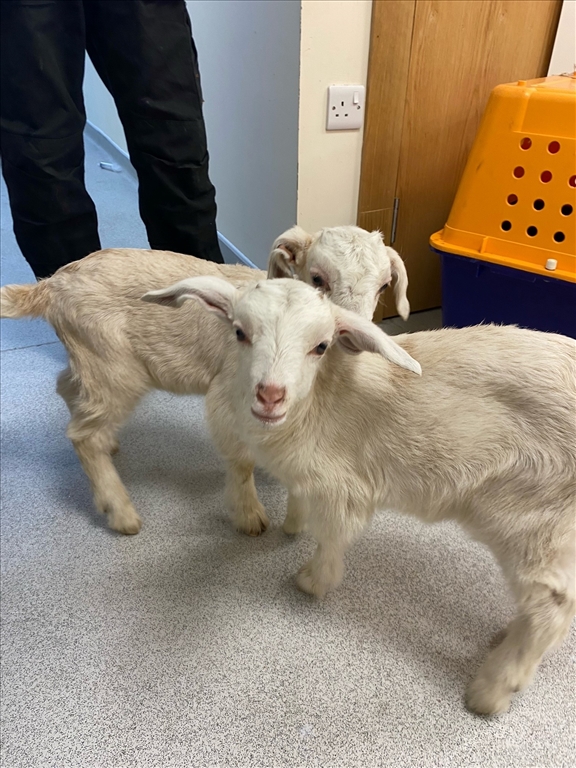 baby goats 3