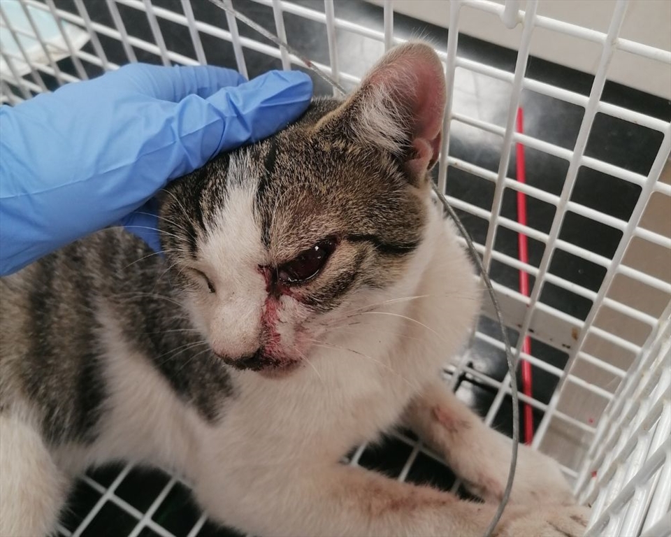 Appeal for Information After Cat Found in Snare