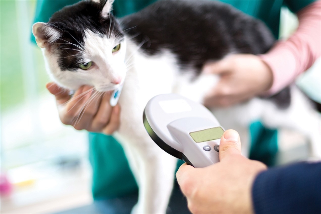 Compulsory Microchipping Of Owned Cats