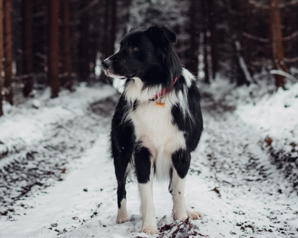 Looking After Your Pet During the Colder Weather