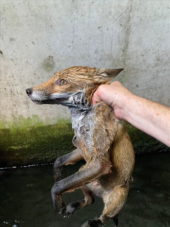 Fox Saved from Drowning in Dunmurry