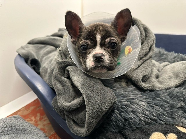 French Bulldog puppy lucky to be alive after being thrown from moving car