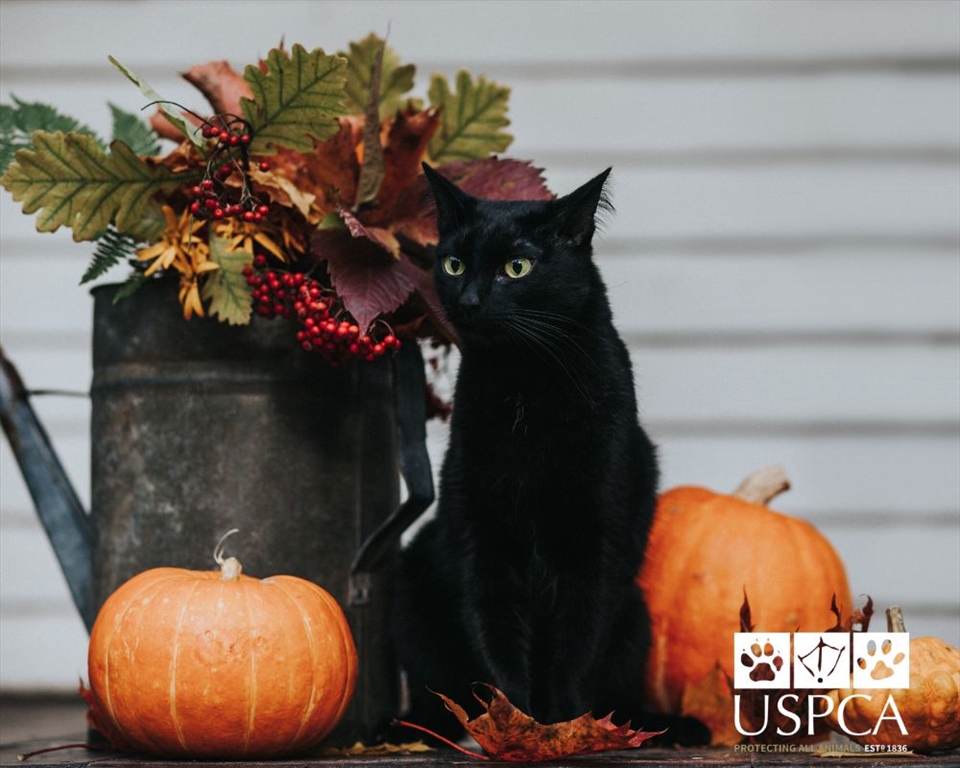 USPCA | Halloween Pet Safety