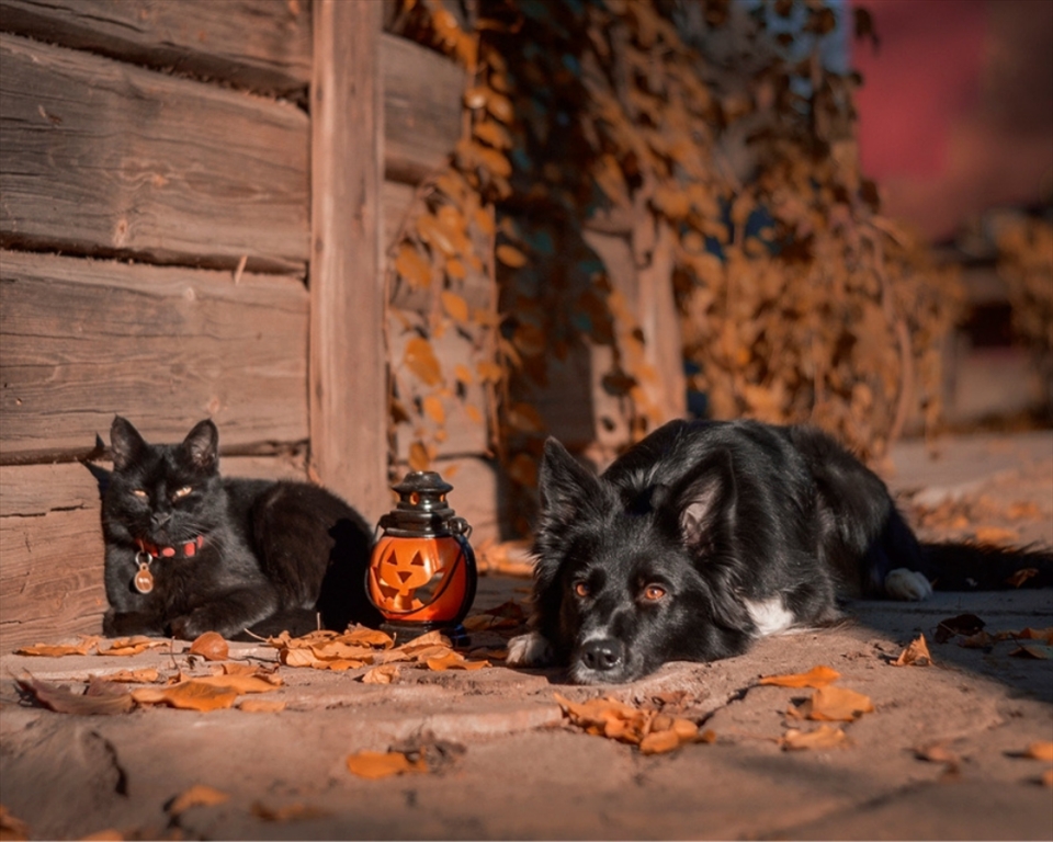 Looking After Your Pet This Halloween	