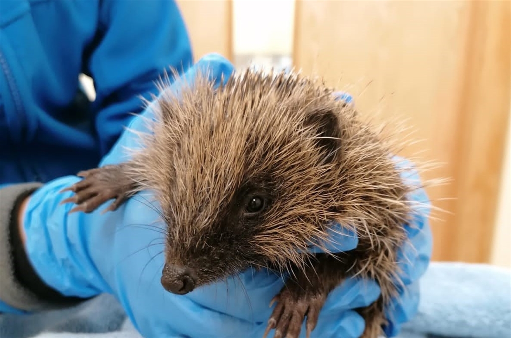 Hedgehog Rescued from Drain