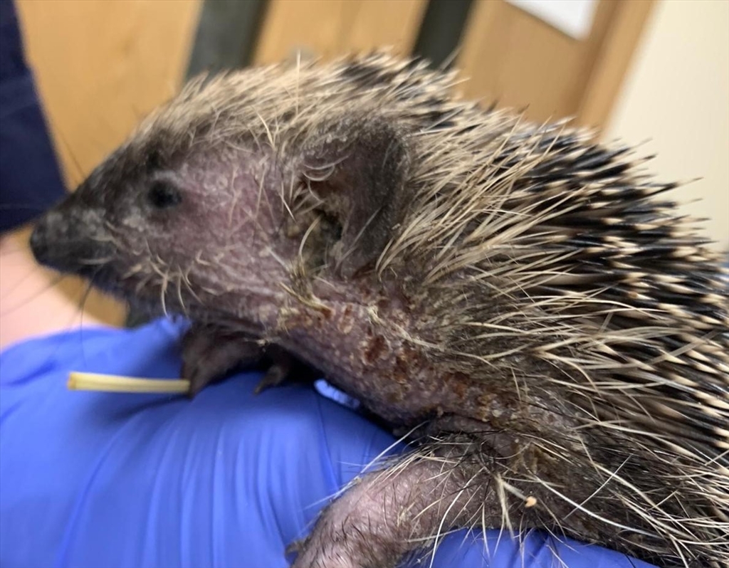 Two Hedgehogs Rescued