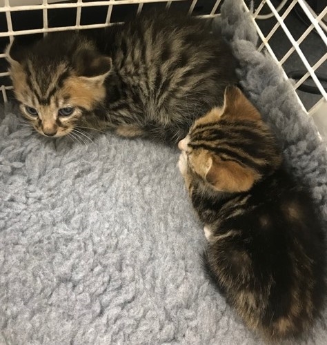Kittens Found Abandoned in Bin Liner