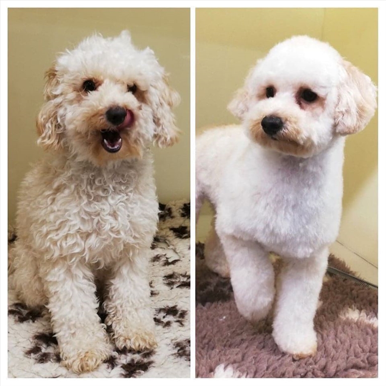lucy-before-and-after