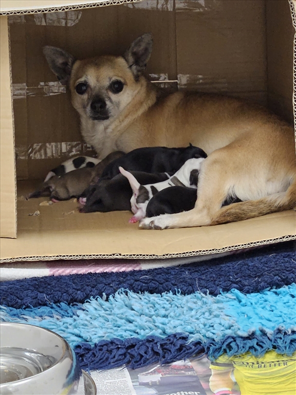 Abandoned mum and pups lucky to be alive