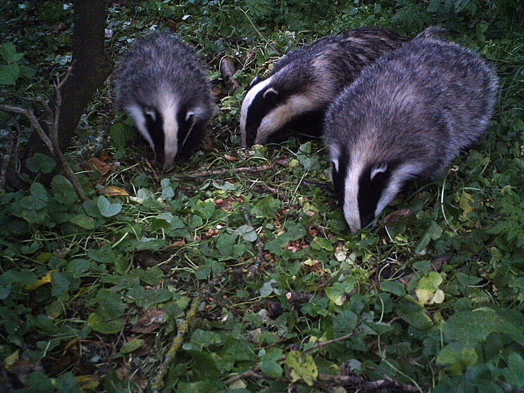 USPCA & NI Badger Group Address Criminality & Cruelty Involved in Badger Persecution.
