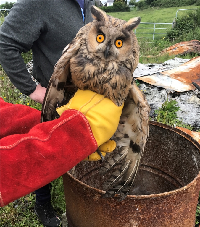 Long Eared Owl Rescue in Co.Down