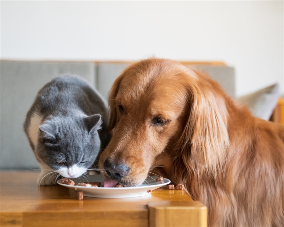 The Burns Ultimate Guide to Nutrition in Pet Food 