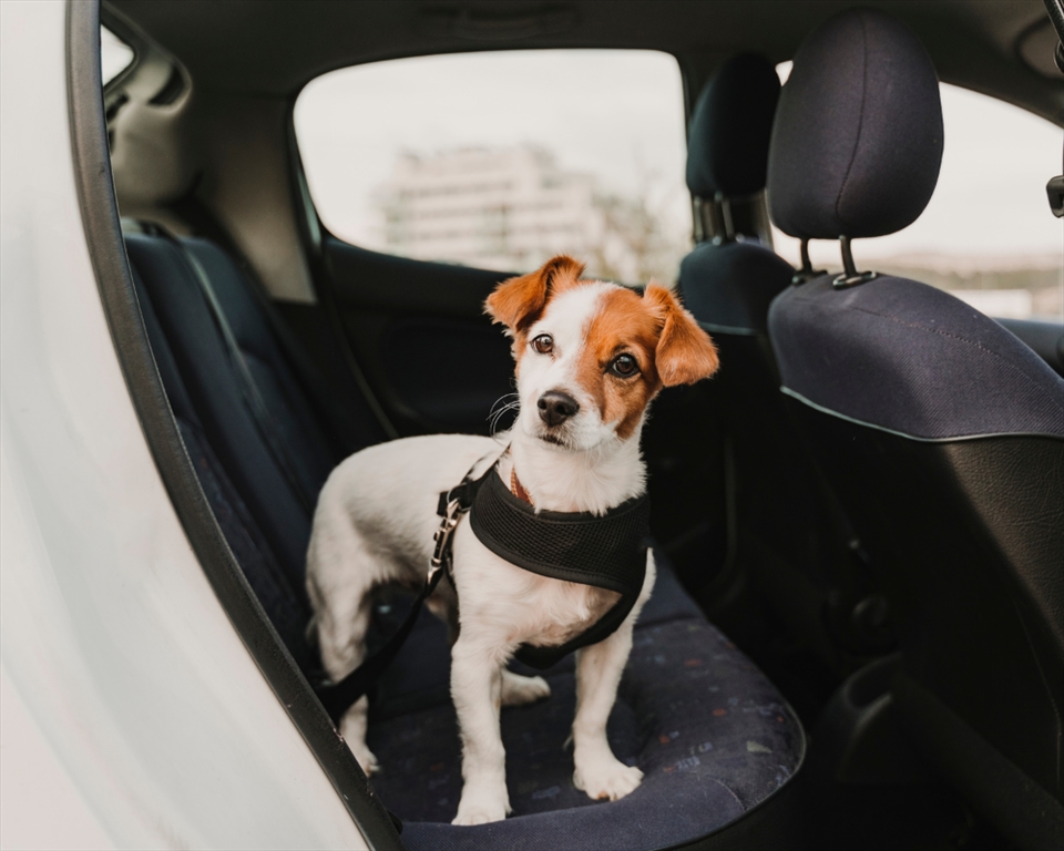 Travelling Safely with your Pet