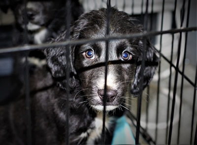 Puppy Farming Cruelty Investigations | USPCA | Protecting All Animals