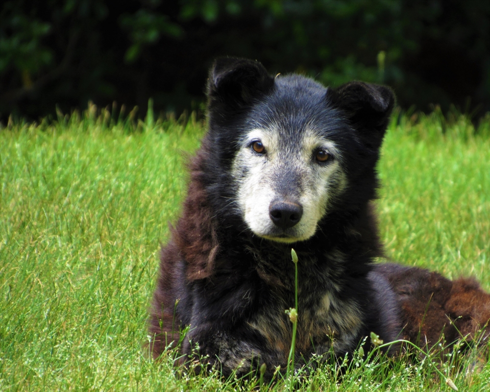 Caring for your Senior Pet