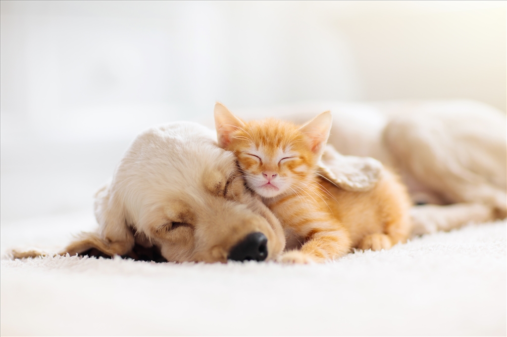 What to Consider When Rehoming a Pet