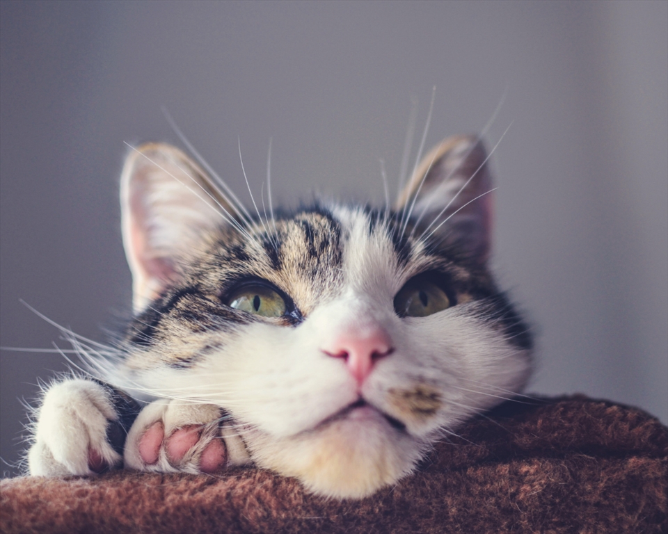 The Purr-fect Cat Care Guide
