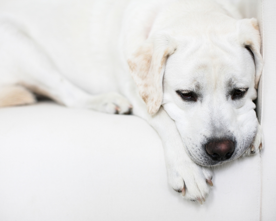 Helping Your Pet Overcome Grief