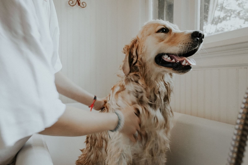8 Essential Hygiene Tips for Dog Owners