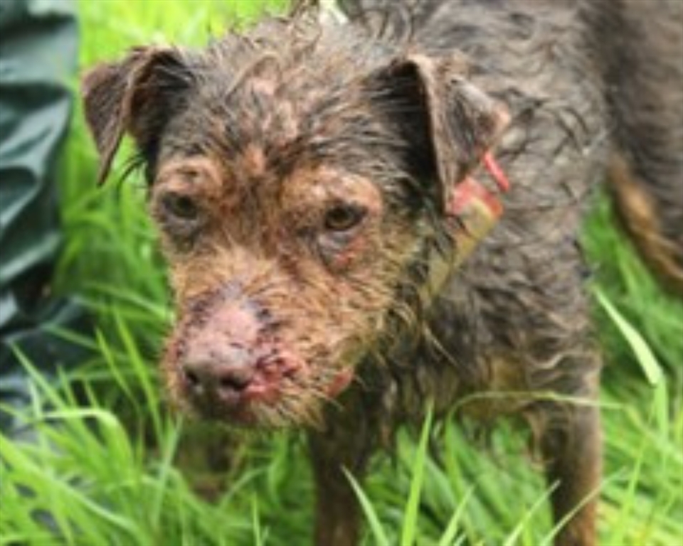 USPCA | BBC Spotlight "Exposed: Hunting With Dogs"
