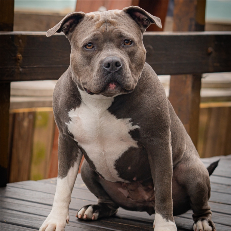 USPCA issues guidance for owners of American XL Bully dogs in NI