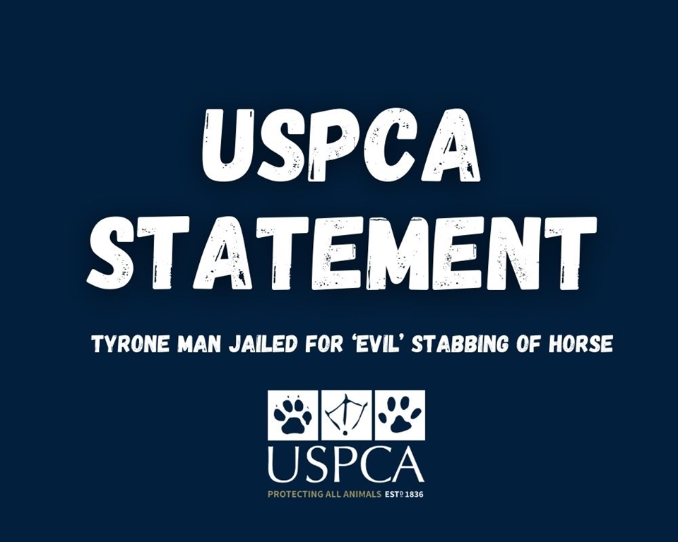 USPCA Statement: Tyrone man jailed for ‘evil’ stabbing of horse