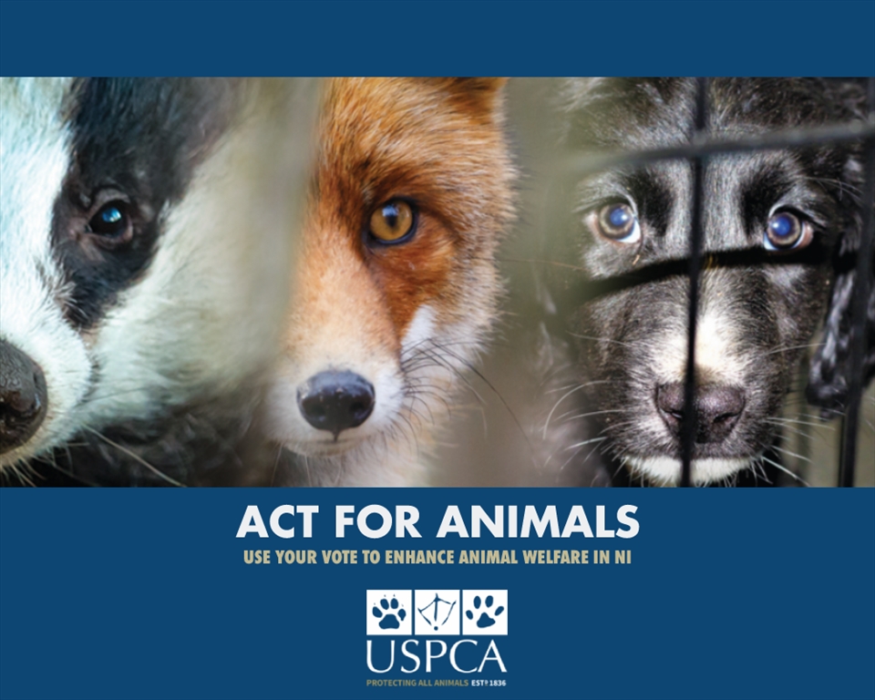 Act for Animals in the Upcoming Election