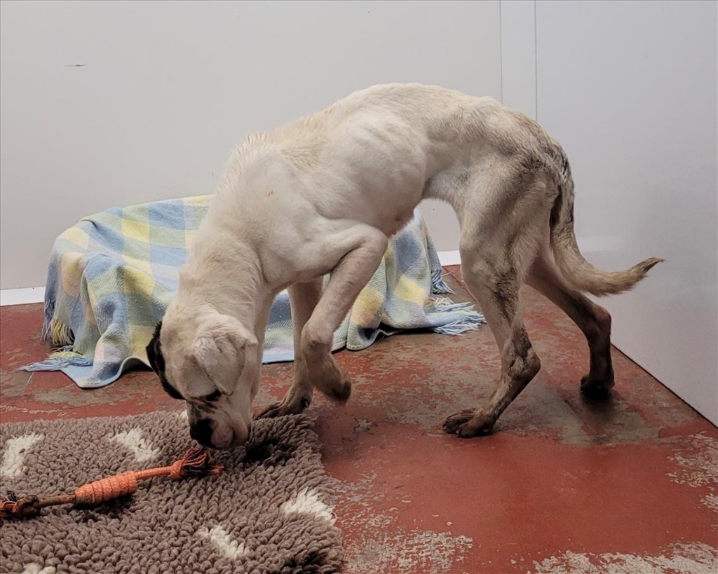 Unprecedented Surge in Dog Abandonment and Neglect Cases Alerts reported by USPCA 