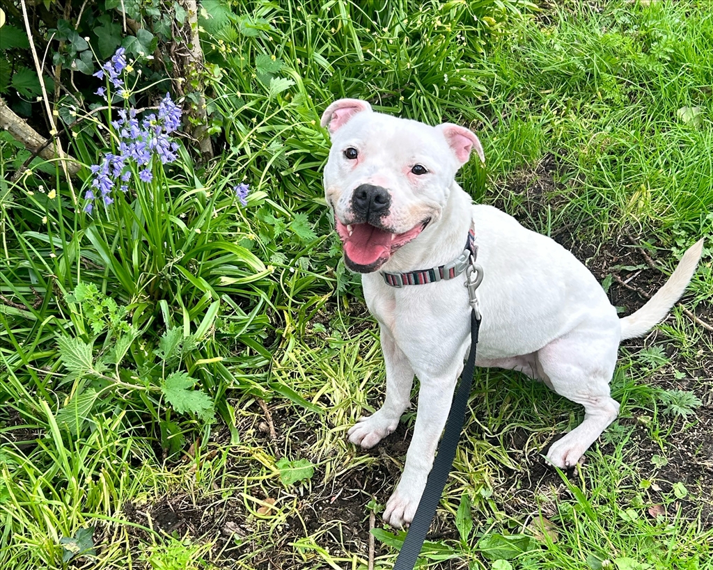 One Year On - Staffie Still Seeks Forever Home